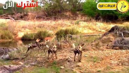 مدهش..لحظات لو لم تسجلها الكاميرا لما صدقها احد!!صراع البقاء في عالم الحيوان