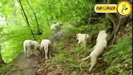 مدهش..هذا ما يخدث عندما يقترب الكوجر من دوجو ارجنتينو شئ لا يصدق عالم الحيوان