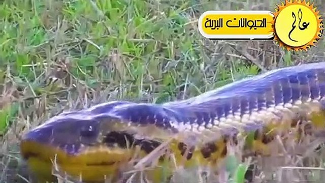 مدهش..هذا ما يحدث عندما تقترب الاسود من الافاعي العملاقة شئ لا يصدق عالم الحيوان