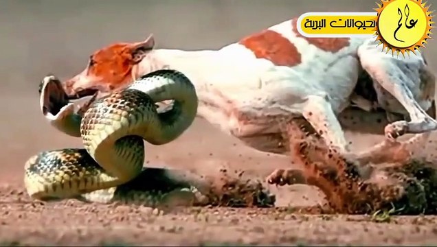 معارك مجنونة في عالم الحيوان لو لم تسجلها الكاميرا لما صدقها احد عالم الحيوان