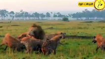 معارك جنونية بين الحيوانات تم تصويرها بالكاميرا الحياة البرية في عالم الحيوان