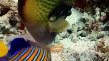 L'incroyable étoile de mer zombie - ZAPPING SAUVAGE 23