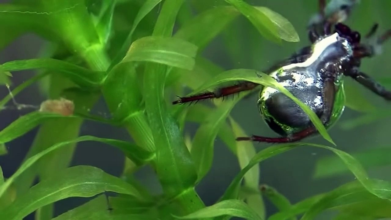 Rarest Animals With Superpowers