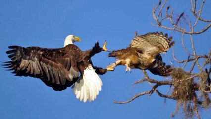 They Hate Each Other for 36 Million Years and Here Is Why