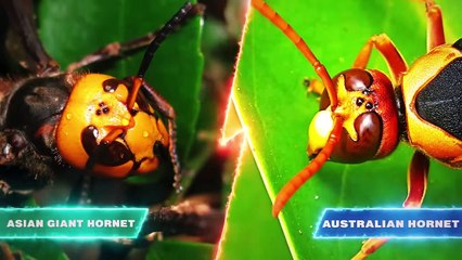 This Is Why Insects Eat You