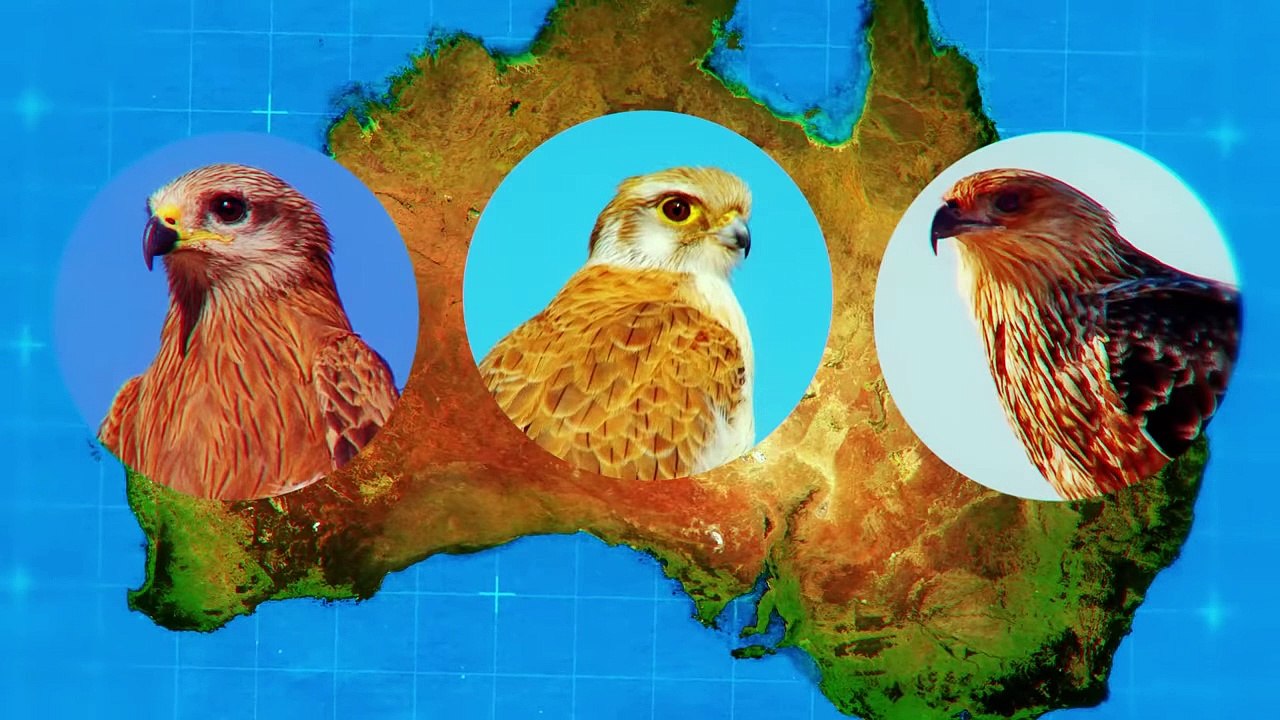 This Is How Birds Use Fire