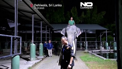Elephant leaves Sri Lanka and returns to Thailand after diplomatic spat