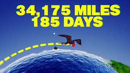 What Happens to Birds That Fly Too Long