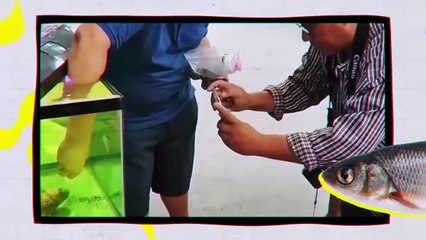 Why Don’t Fish Care About Their Bodies