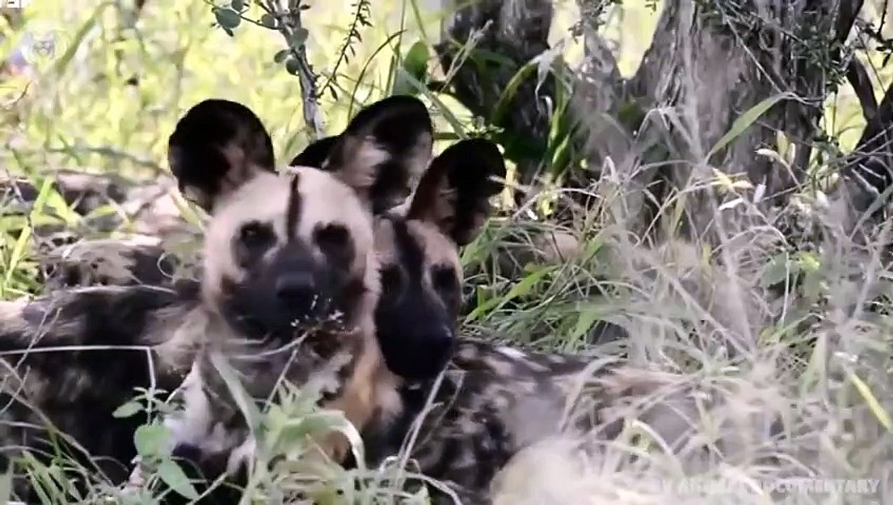Hyena kills Lion cub when its mother hunts, Wild Animals Attack