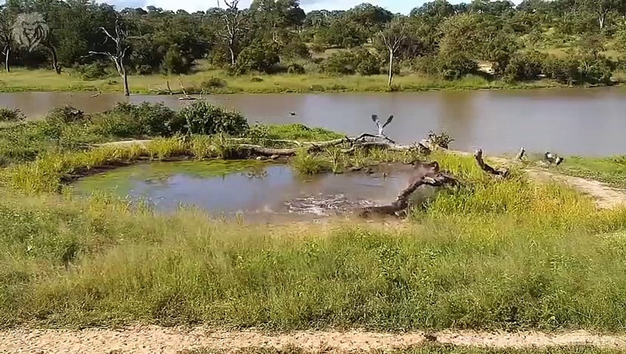Angry Wildebeest attacks Lion very hard, Wild Animals Attack