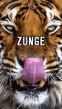 Wie Gefährlich Ist Eine Tiger Zunge