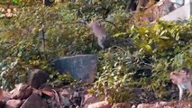 4K Quality Animal Footage - Monkeys Beautiful Scenes Episode 11 _ Viral Monkey(1080P_60FPS)