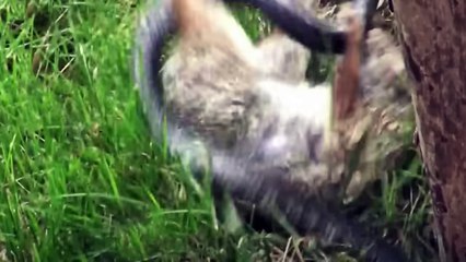 When a Victim Switches to the Berserk Mode and Turns Into a Predator