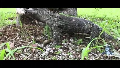 Monitor Eats Dead Rat 01 Footage