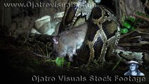 Rat Stalks Python Nest 03 Footage