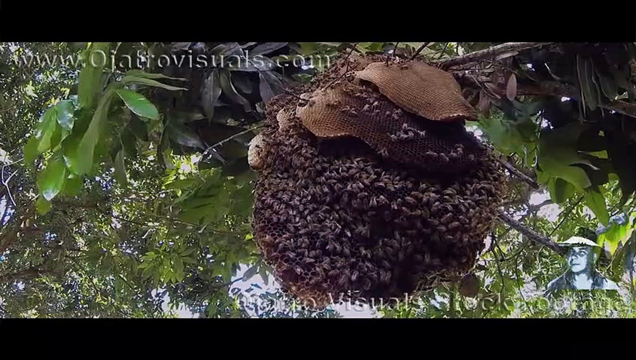Florida's Feral Honey Bees 01