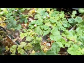 Kỳ phùng địch thủ - Tập 13 (Phim bộ Việt Nam)