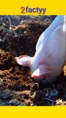 Interesting facts about animal