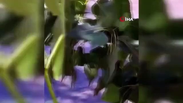 Des décès massifs de poissons se sont produits dans le Hurman Stream