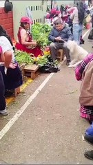 "Por mi perrhijo, lo que sea": Señor le hace una limpia a su perro para quitarle el 'mal de ojo'