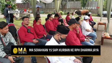 Mahkamah Agung Serahkan 15 Sapi Kurban ke Rumah Potong Hewan di Cakung - MA NEWS