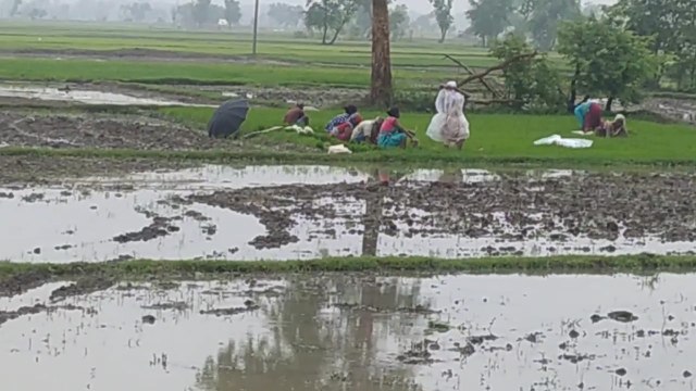 बारिश से मिली किसानों को राहत ,धान की रोपाई में आई तेजी