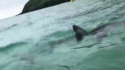 [더뉴스] "올 7~8월 상어 출몰 주의보"...안전 수칙·행동 요령은? / YTN