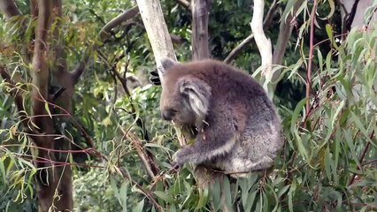 5 Incredible Animal Battles Caught On Camera