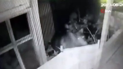 Vay ayı vay! Güvenlik kamerasını izleyince şoke oldular