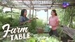 A relaxing tour of The Basil Farm | Farm To Table