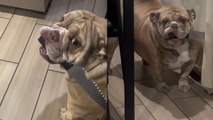 CRAZY Dog Runs Riot with Kitchen Knife!