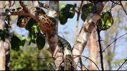 「サギ／糞虫の方向感覚(字)」解明！生き物ミステリー