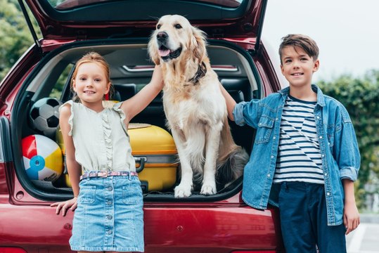 Les habitudes à éviter sur la route des vacances : laisser son chien se déplacer en liberté dans le véhicule