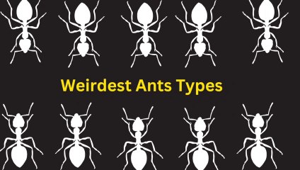 The Weirdest Ants