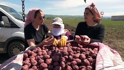 Cambridge mezunu kadın çiftçi, mor patatesi Anadolu'da yaygınlaştırmaya çalışıyor