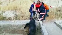 Nusaybin'de sulama kanalına düşen domuzu itfaiye ekipleri kurtardı