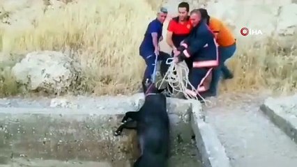 Les pompiers ont secouru le cochon tombé dans le canal d'irrigation de Nusaybin