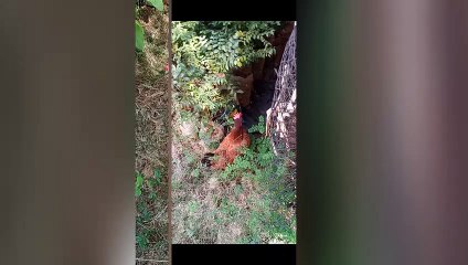 São  muito  adoráveis  