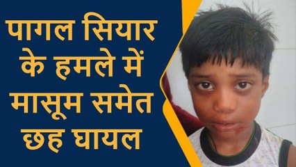 प्रतापगढ़: पागल सियार का इस क्षेत्र में बड़ा आतंक,एक साथ इतने लोगों को किया खून से लाल