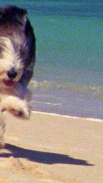 CAM - Les choses à savoir absolument avant d’emmener son chien en vacances