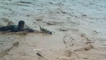 Hero Villagers Jump Into Floods To Rescue Cows From Being Swept Away | Wild-ish TV