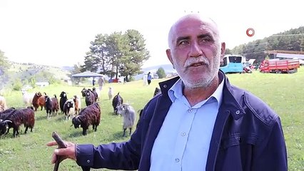 Şirankes festivalinde keçilerin müzik keyfi