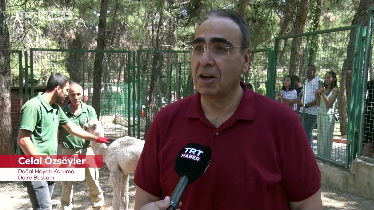 Beş gün önce dünyaya gelen yavru albino deveye özel ilgi