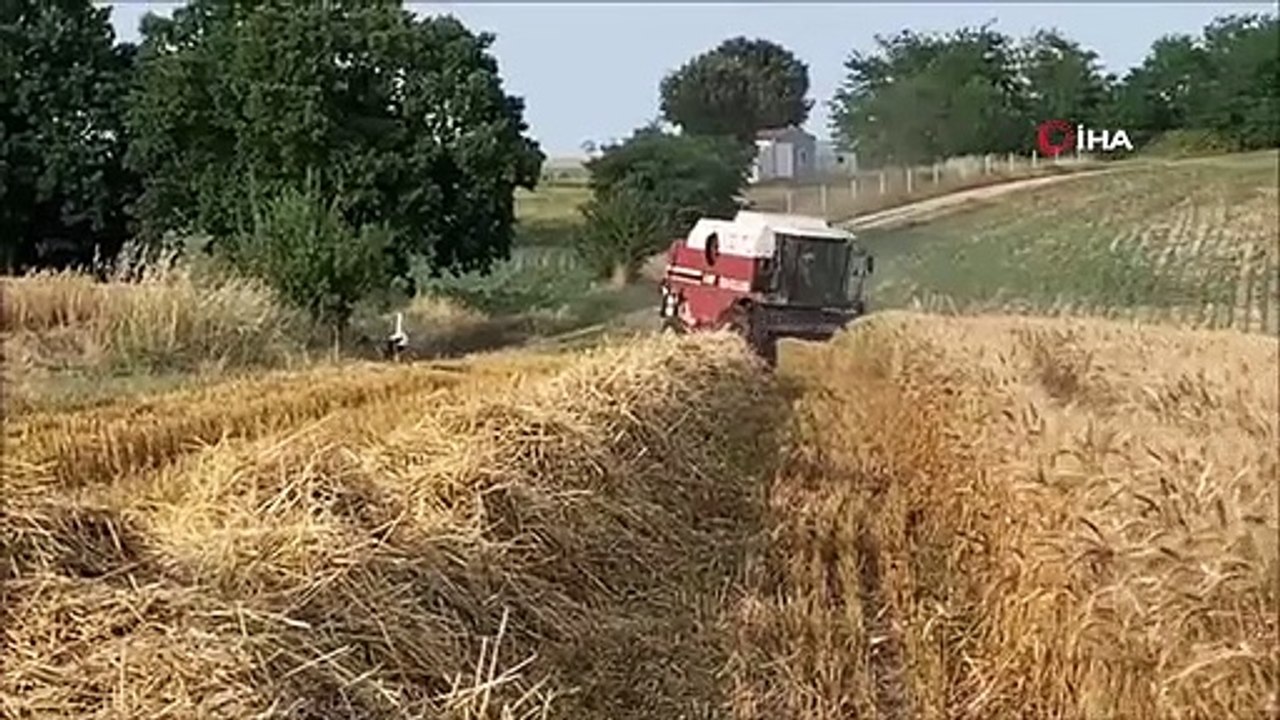 So gesehen sehen Störche Jagd auf Mähdrescher