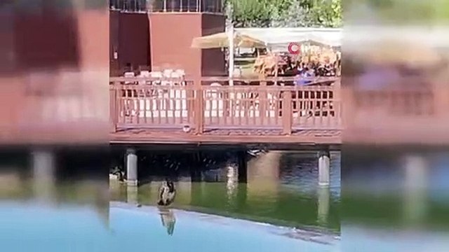 Ceux qui ont entendu ce qui est sorti de la gueule du corbeau ont été surpris de ce qu'ils ont vu.