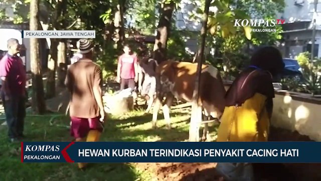 Pemkot Pekalongan Potong Hewan Kurban, Salah Satunya Terindikasi Cacing Hati