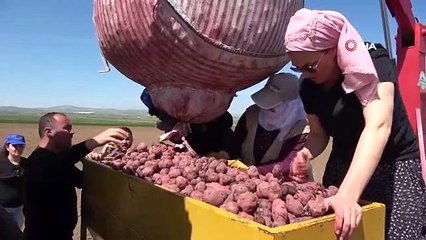 Eine Landwirtin mit Cambridge-Abschluss versucht, lila Kartoffeln in Anatolien bekannt zu machen