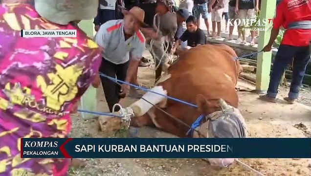 Sapi Kurban Bantuan Presiden Joko Widodo Ngamuk di Blora