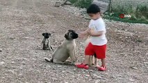 Küçük çocuğun yavru köpeklerle dostluğu kamerada